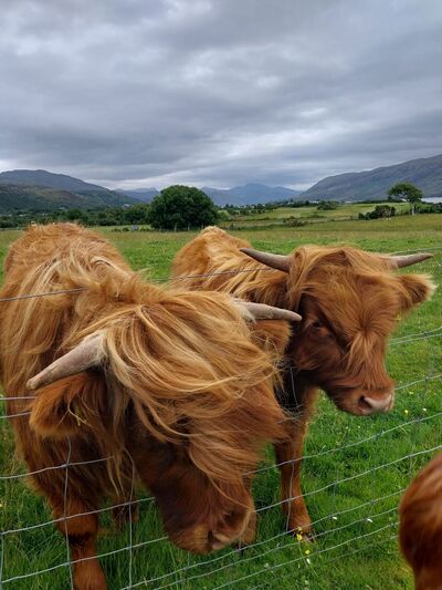 Lochbroom Highlanders Friendly highland cattle on the banks of Lochbroom near Ullapool
